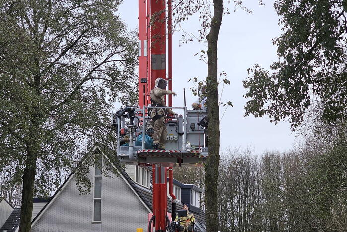 Nest Aziatische Hoornaars verwijderd met behulp van hoogwerker