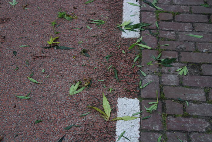 Hennepkwekerij met 173 planten ontruimd