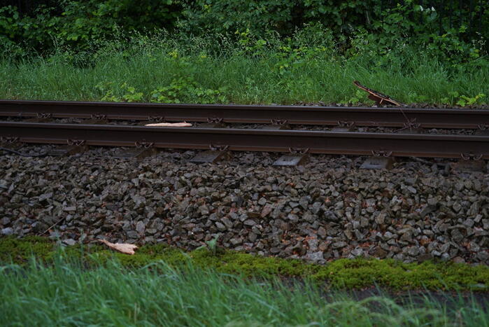 Geen treinen vanwege takken op spoor