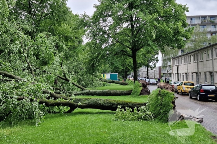 Bomen vallen om door hevige onweersbui