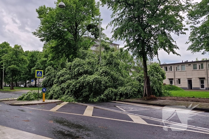 Bomen vallen om door hevige onweersbui