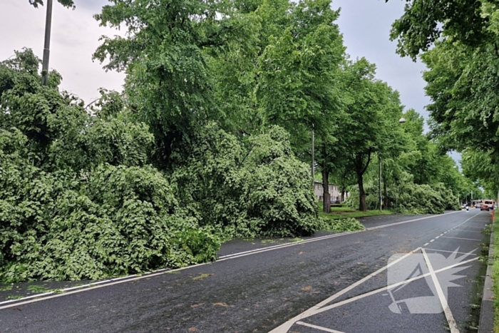 Bomen vallen om door hevige onweersbui