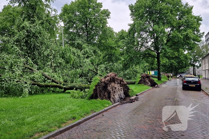 Bomen vallen om door hevige onweersbui