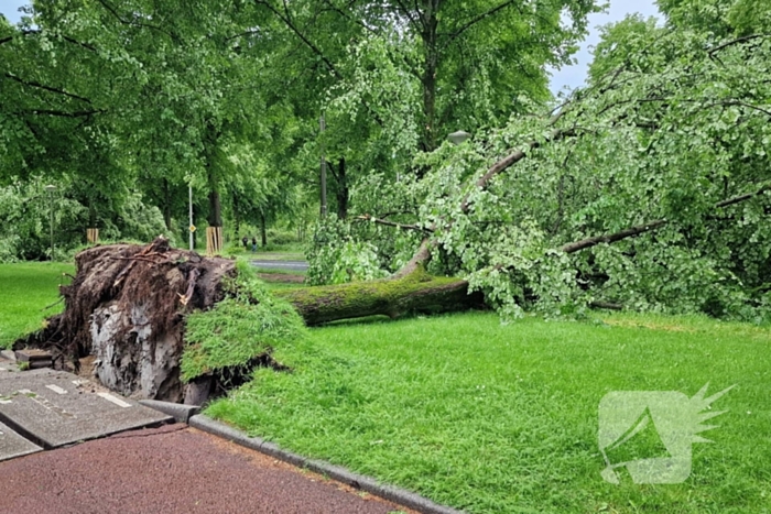 Bomen vallen om door hevige onweersbui