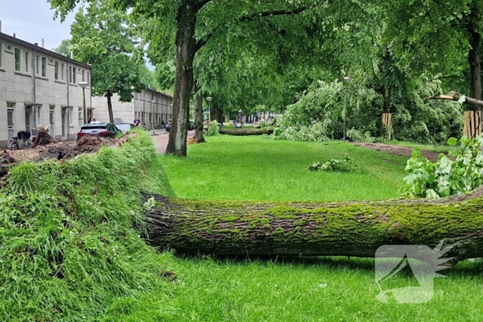 Bomen vallen om door hevige onweersbui