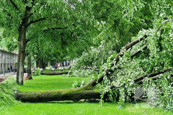 Bomen vallen om door hevige onweersbui