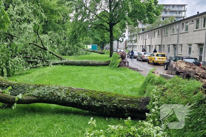 Bomen vallen om door hevige onweersbui