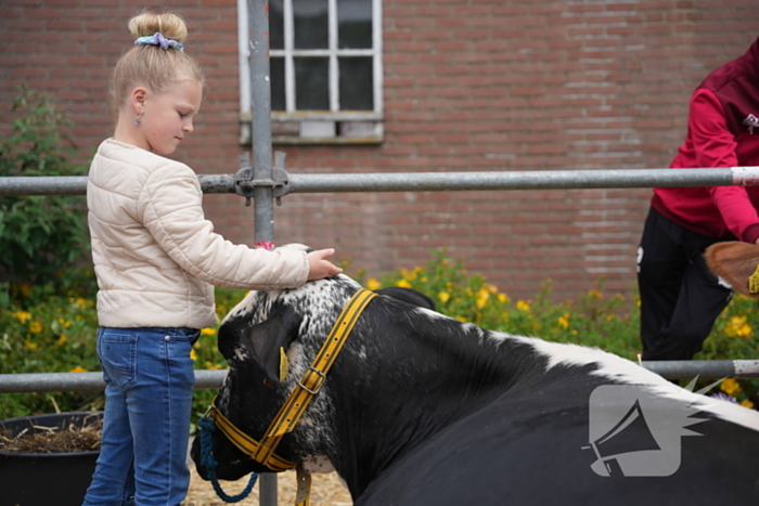 Koeien knuffelen tijdens Bunschoter Boeren- en Beestenboel