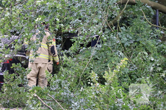 Flinke schade na omvallen boom park Daalhuizen