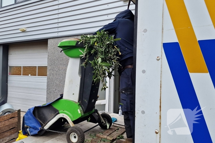 Hennepkwekerij met 200 planten opgerold