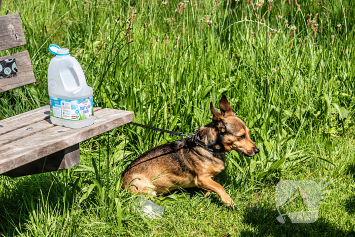 Hond achtergelaten na geweldsincident