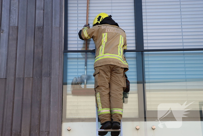 Wederom duif vast achter glasplaat