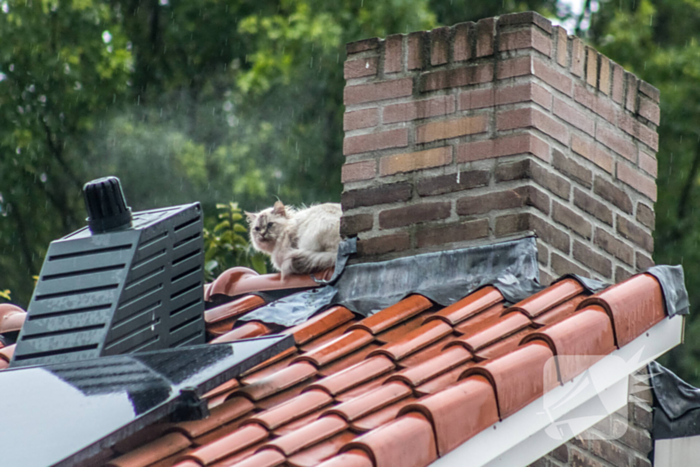 Poes ontglipt aan de brandweer