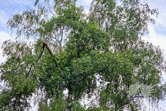 Brandweer zaagt gevaarlijk loshangende tak uit boom