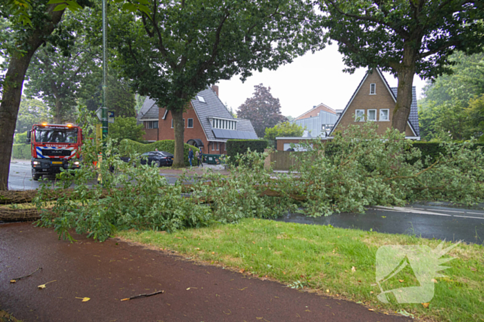 Boom belandt op provinciale weg