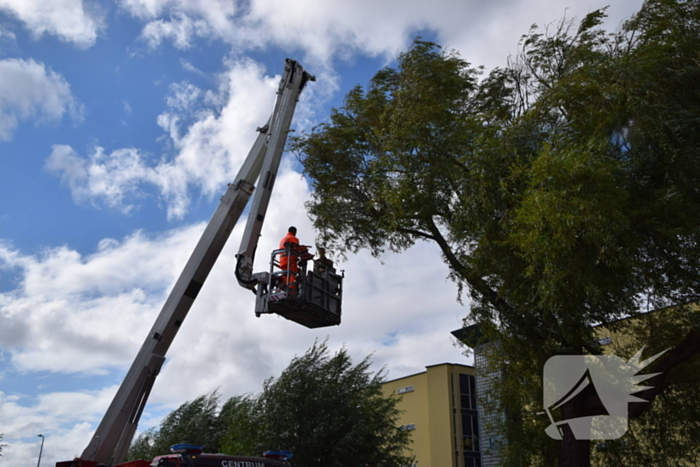 Brandweer verwijdert gevaarlijk hangende tak