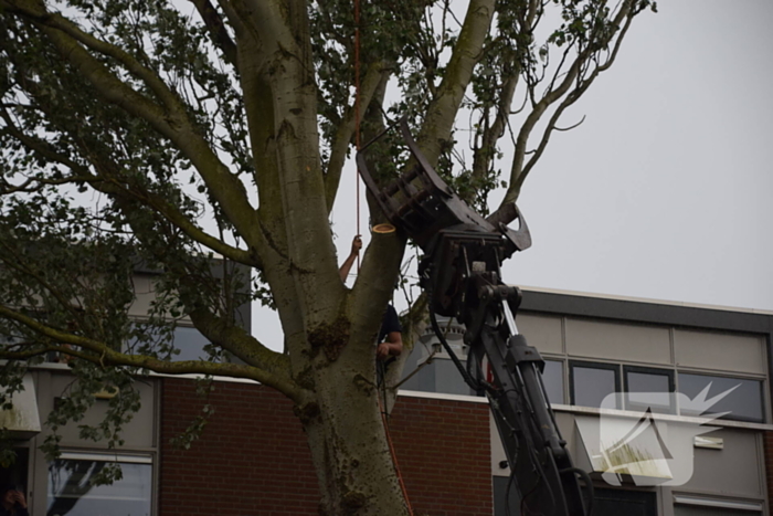 Boom verwijderd die dreigde te vallen