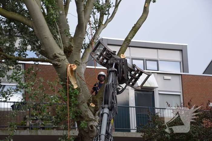 Boom verwijderd die dreigde te vallen