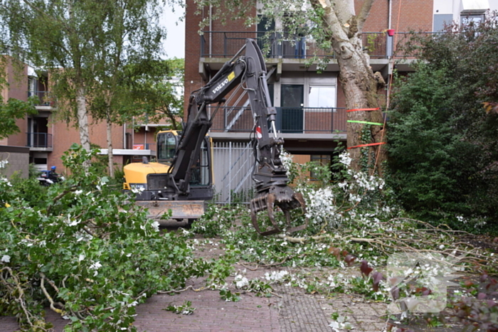 Boom verwijderd die dreigde te vallen