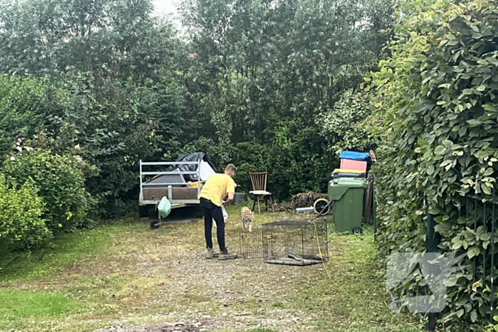 Tevergeefse pogingen om ontsnapte serval te vangen