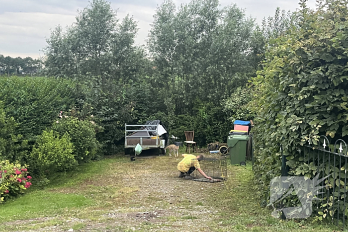 Tevergeefse pogingen om ontsnapte serval te vangen