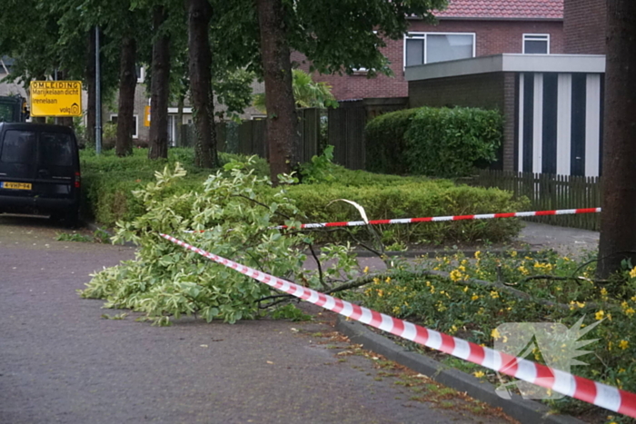 Takken waaien uit boom brandweer zet gebied af