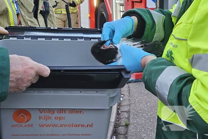 Buurt loopt uit voor vogel in schoorsteen