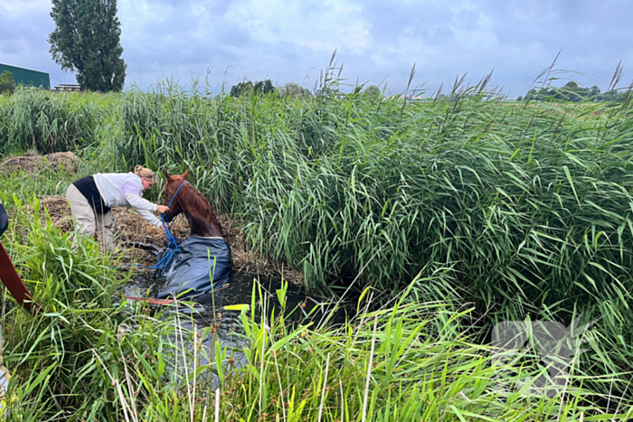 Brandweer ingezet voor paard te water