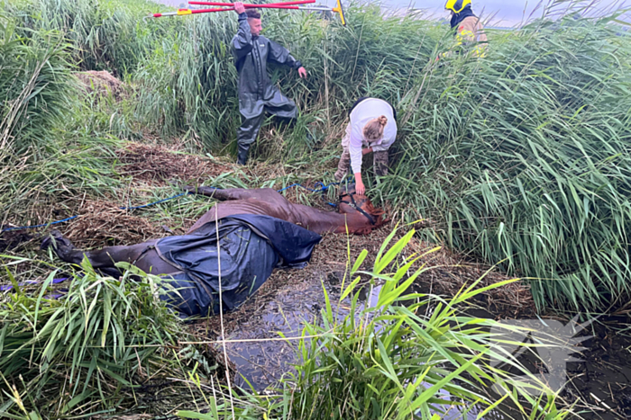 Brandweer ingezet voor paard te water