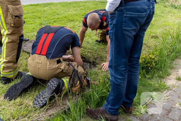 Twee waterhoentjes gevangen door de brandweer