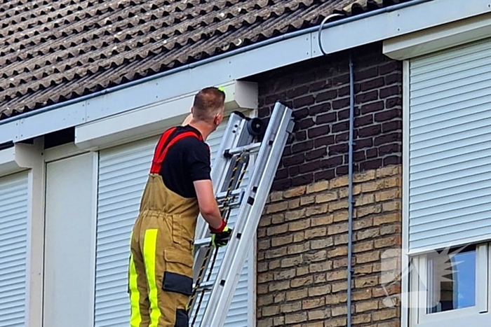 Brandweer redt jonge eekhoorntjes uit rolluik bak