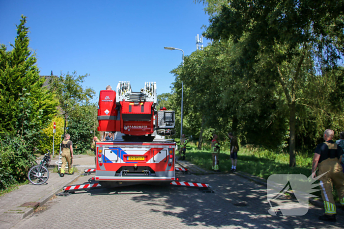 Brandweer redt poes uit boom