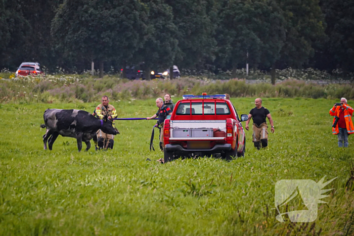 Twee koeien door brandweer uit sloot gered