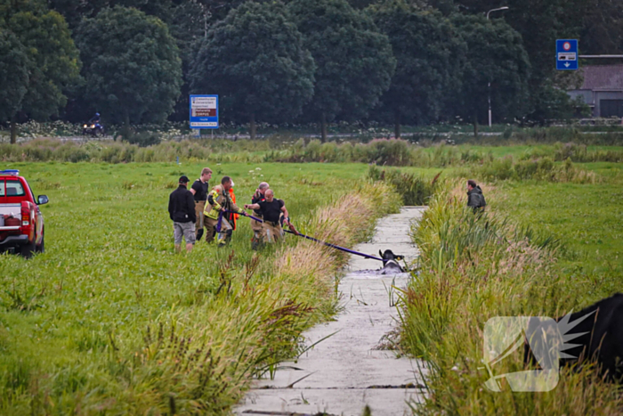 Twee koeien door brandweer uit sloot gered