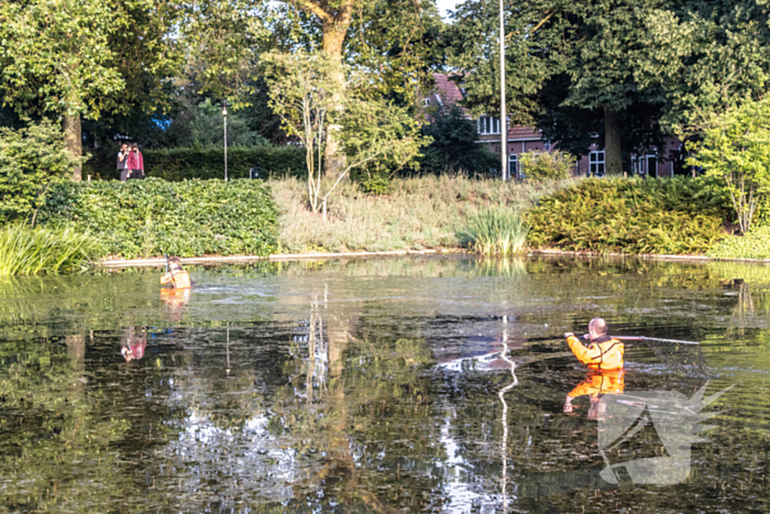 Verstrikte waterhoen laat zich niet vangen