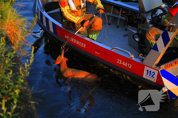 Brandweer haalt overleden ree uit het water