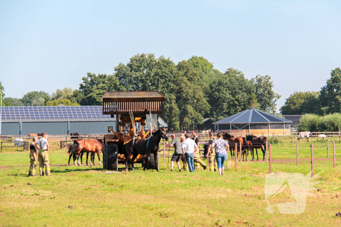 Brandweer schiet paard in problemen te hulp