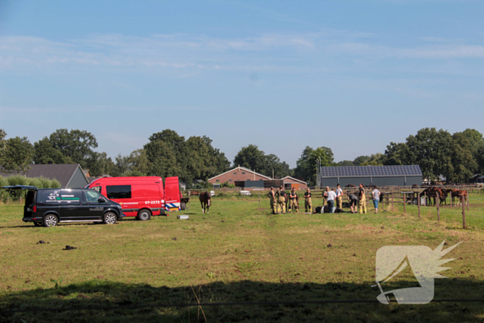 Brandweer schiet paard in problemen te hulp