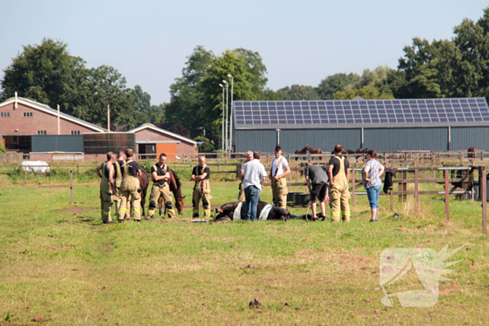 Brandweer schiet paard in problemen te hulp