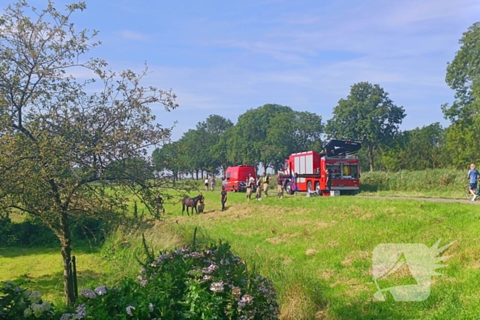 Brandweer ingezet voor paard in sloot