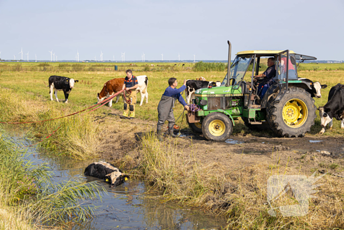 Koe vast in de sloot