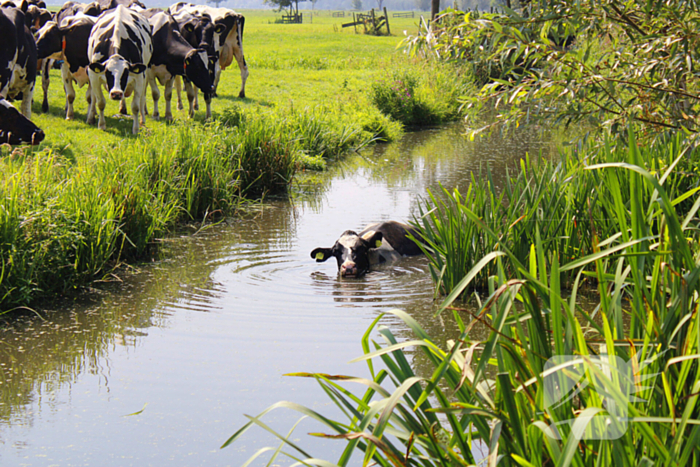 Brandweer ingezet voor koe te water