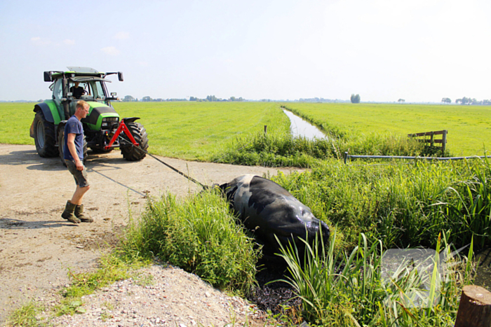 Brandweer ingezet voor koe te water