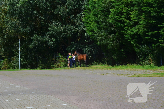 Verkeershinder na gekantelde paardentrailer