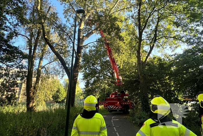 Brandweer ingezet voor dreigend hangende tak