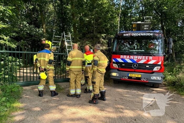 Bosbrand snel onder controle