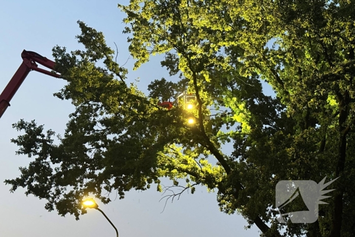 Brandweer verwijdert gevaarlijk hangende tak uit boom