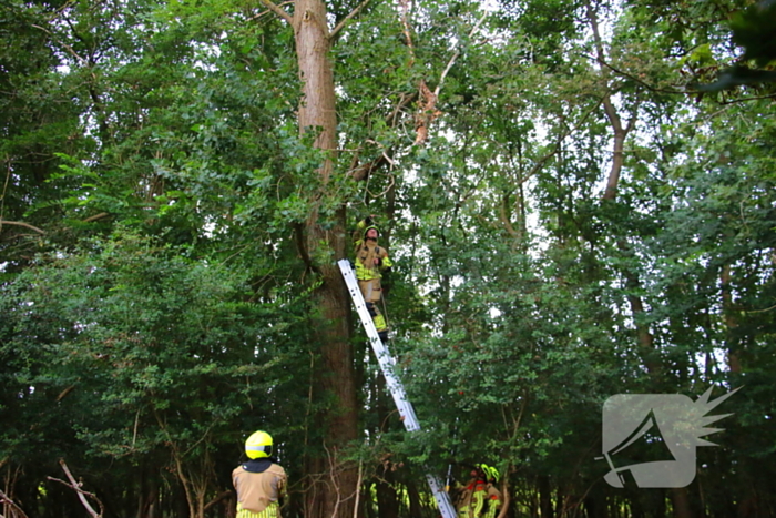 Brandweer verwijdert loshangende tak