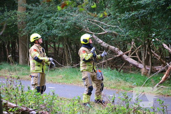 Brandweer verwijdert loshangende tak