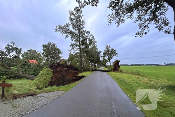 Drie grote bomen omver door harde wind